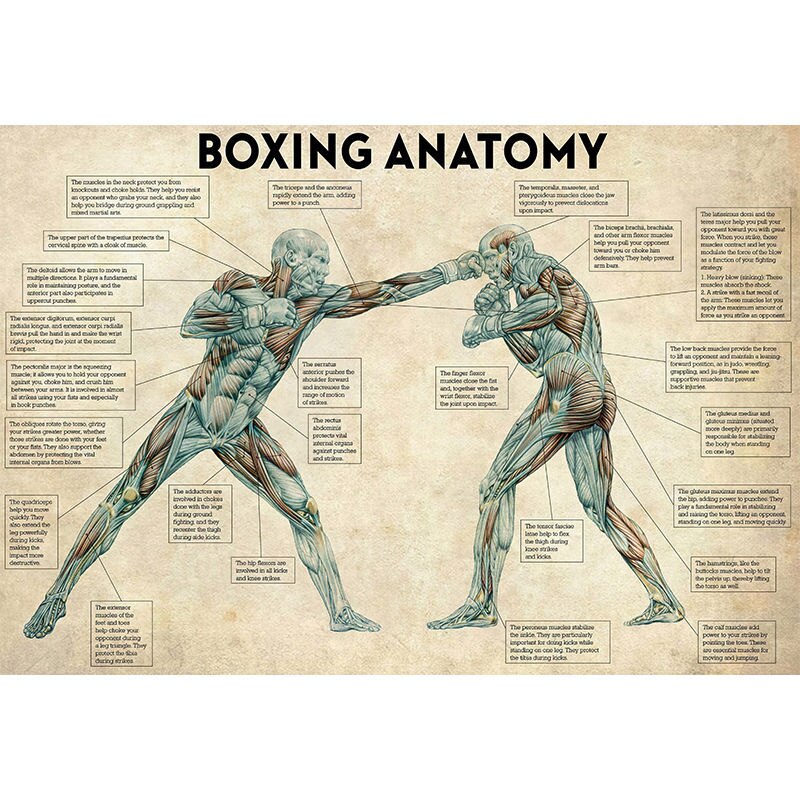 Tableau Boxing Anatomy – Image 6